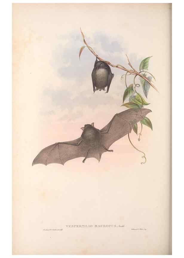 Reproducción/Reproduction 36147539103: The mammals of Australia.. London,Printed by Taylor and Francis, pub. by the author,1863.