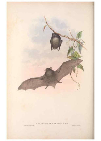 Reproducción/Reproduction 36147539103: The mammals of Australia.. London,Printed by Taylor and Francis, pub. by the author,1863.