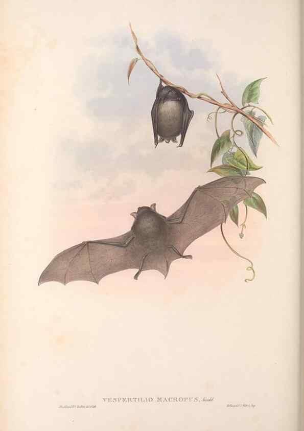 Reproducción/Reproduction 36147539103: The mammals of Australia.. London,Printed by Taylor and Francis, pub. by the author,1863.