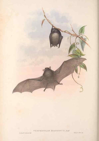 Reproducción/Reproduction 36147539103: The mammals of Australia.. London,Printed by Taylor and Francis, pub. by the author,1863.