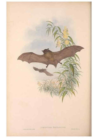 Reproducción/Reproduction 36147540443: The mammals of Australia.. London,Printed by Taylor and Francis, pub. by the author,1863.
