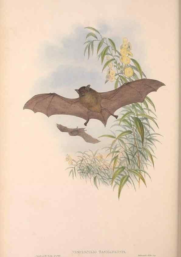 Reproducción/Reproduction 36147540443: The mammals of Australia.. London,Printed by Taylor and Francis, pub. by the author,1863.