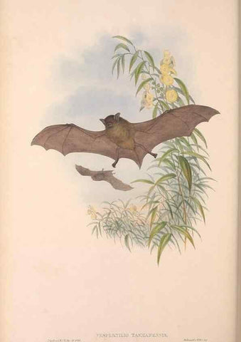 Reproducción/Reproduction 36147540443: The mammals of Australia.. London,Printed by Taylor and Francis, pub. by the author,1863.
