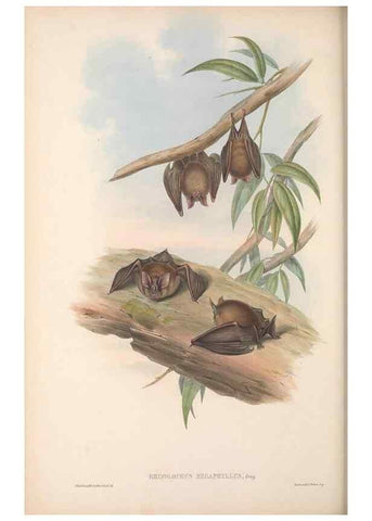 Reproducción/Reproduction 36147515113: The mammals of Australia.. London,Printed by Taylor and Francis, pub. by the author,1863.