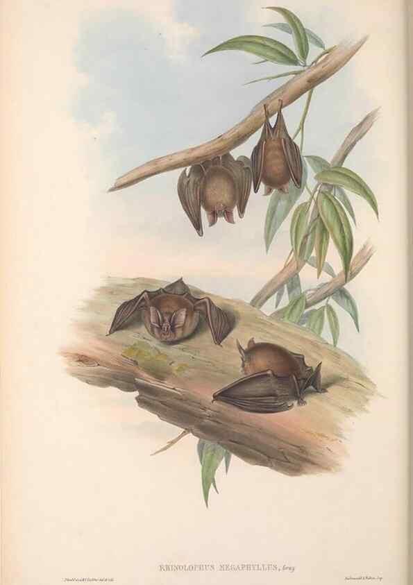 Reproducción/Reproduction 36147515113: The mammals of Australia.. London,Printed by Taylor and Francis, pub. by the author,1863.