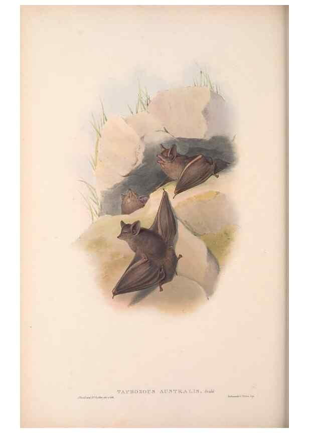 Reproducción/Reproduction 36147513213: The mammals of Australia.. London,Printed by Taylor and Francis, pub. by the author,1863.