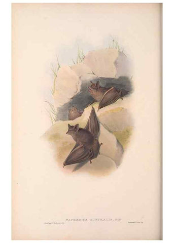Reproducción/Reproduction 36147513213: The mammals of Australia.. London,Printed by Taylor and Francis, pub. by the author,1863.