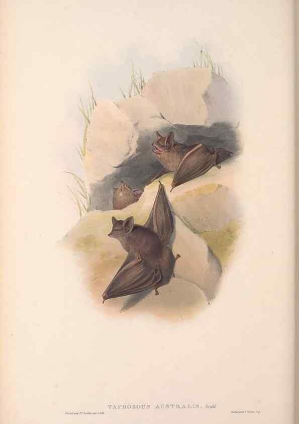 Reproducción/Reproduction 36147513213: The mammals of Australia.. London,Printed by Taylor and Francis, pub. by the author,1863.