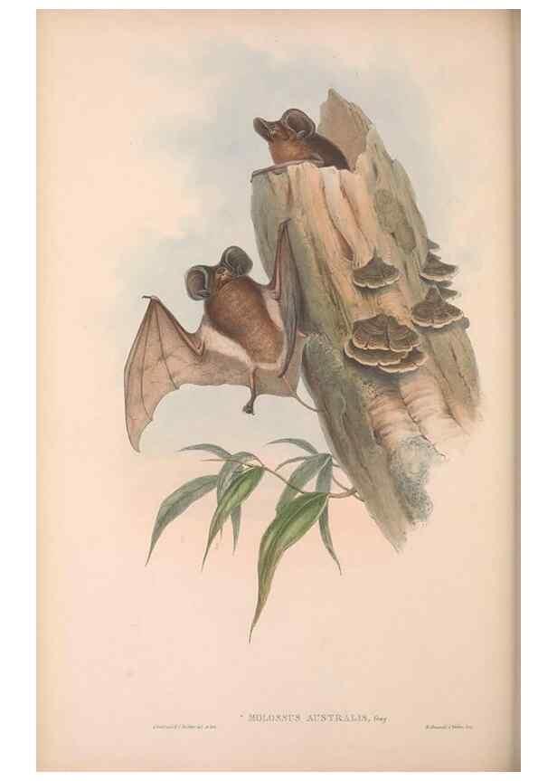 Reproducción/Reproduction 36147511593: The mammals of Australia.. London,Printed by Taylor and Francis, pub. by the author,1863.