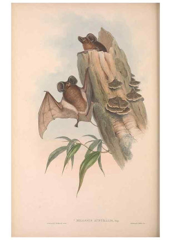 Reproducción/Reproduction 36147511593: The mammals of Australia.. London,Printed by Taylor and Francis, pub. by the author,1863.