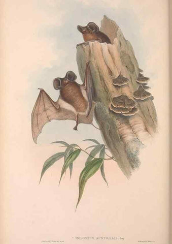 Reproducción/Reproduction 36147511593: The mammals of Australia.. London,Printed by Taylor and Francis, pub. by the author,1863.