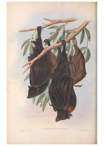 Reproducción/Reproduction 36147510033: The mammals of Australia.. London,Printed by Taylor and Francis, pub. by the author,1863.