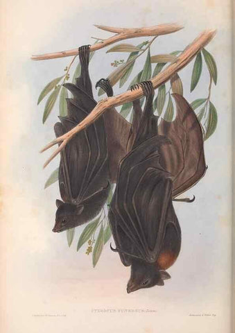 Reproducción/Reproduction 36147510033: The mammals of Australia.. London,Printed by Taylor and Francis, pub. by the author,1863.