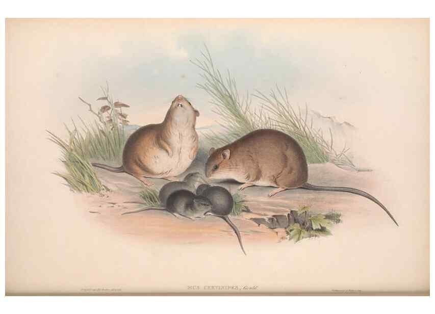 Reproducción/Reproduction 36816294341: The mammals of Australia.. London,Printed by Taylor and Francis, pub. by the author,1863.