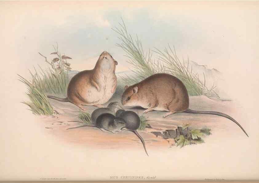 Reproducción/Reproduction 36816294341: The mammals of Australia.. London,Printed by Taylor and Francis, pub. by the author,1863.