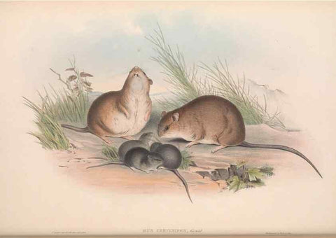 Reproducción/Reproduction 36816294341: The mammals of Australia.. London,Printed by Taylor and Francis, pub. by the author,1863.