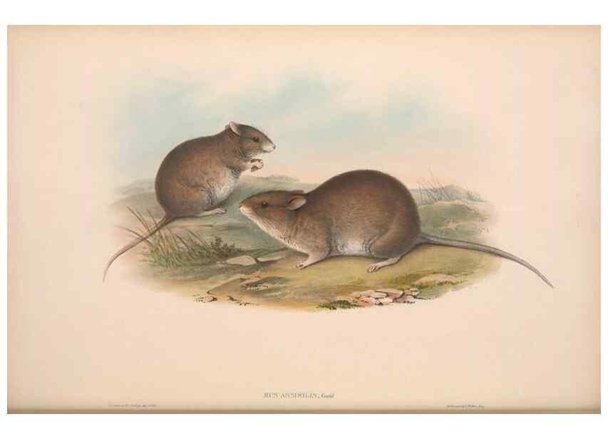 Reproducción/Reproduction 36816297371: The mammals of Australia.. London,Printed by Taylor and Francis, pub. by the author,1863.
