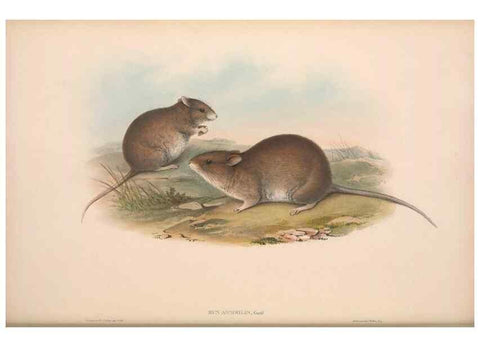 Reproducción/Reproduction 36816297371: The mammals of Australia.. London,Printed by Taylor and Francis, pub. by the author,1863.