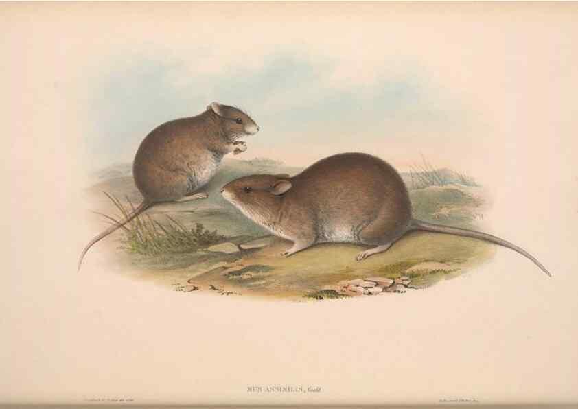 Reproducción/Reproduction 36816297371: The mammals of Australia.. London,Printed by Taylor and Francis, pub. by the author,1863.