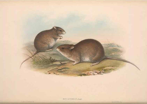 Reproducción/Reproduction 36816297371: The mammals of Australia.. London,Printed by Taylor and Francis, pub. by the author,1863.
