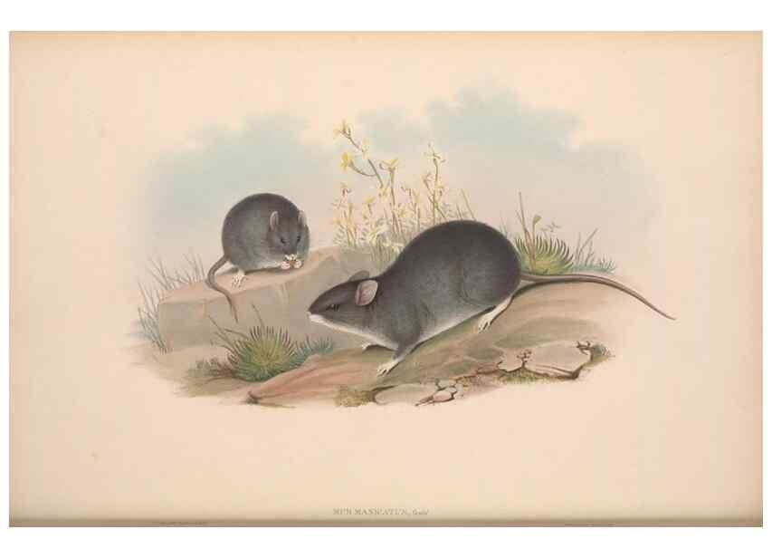 Reproducción/Reproduction 36816300391: The mammals of Australia.. London,Printed by Taylor and Francis, pub. by the author,1863.