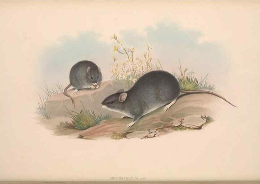 Reproducción/Reproduction 36816300391: The mammals of Australia.. London,Printed by Taylor and Francis, pub. by the author,1863.