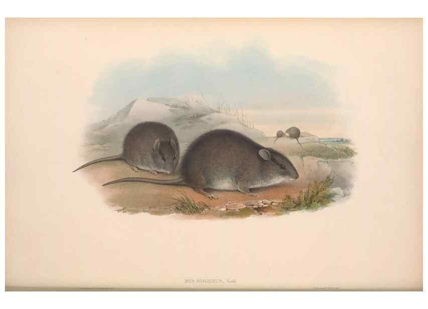 Reproducción/Reproduction 36816303131: The mammals of Australia.. London,Printed by Taylor and Francis, pub. by the author,1863.