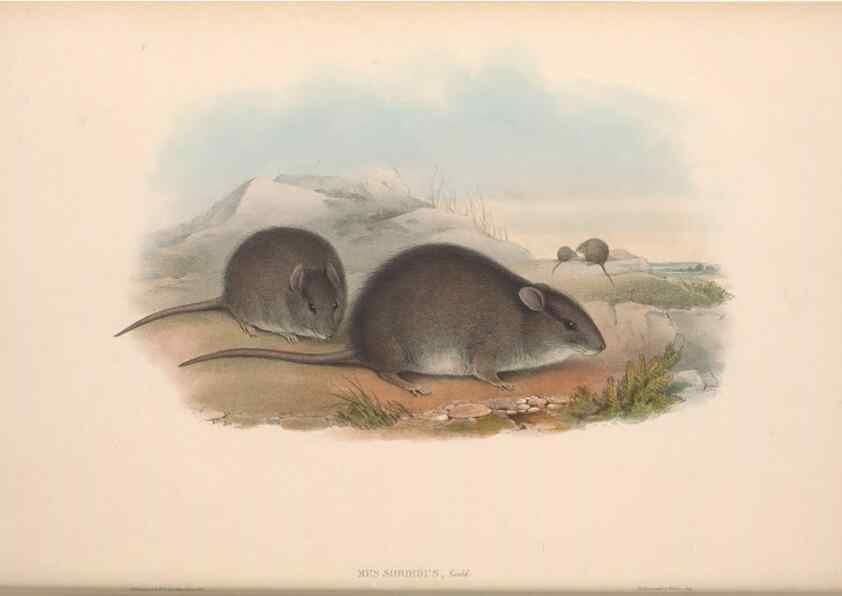 Reproducción/Reproduction 36816303131: The mammals of Australia.. London,Printed by Taylor and Francis, pub. by the author,1863.