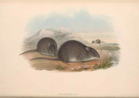 Reproducción/Reproduction 36816303131: The mammals of Australia.. London,Printed by Taylor and Francis, pub. by the author,1863.