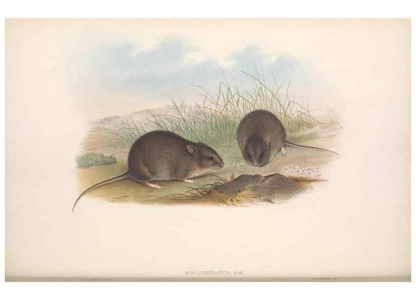 Reproducción/Reproduction 36816306011: The mammals of Australia.. London,Printed by Taylor and Francis, pub. by the author,1863.