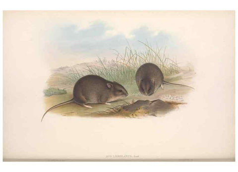 Reproducción/Reproduction 36816306011: The mammals of Australia.. London,Printed by Taylor and Francis, pub. by the author,1863.