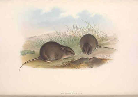 Reproducción/Reproduction 36816306011: The mammals of Australia.. London,Printed by Taylor and Francis, pub. by the author,1863.