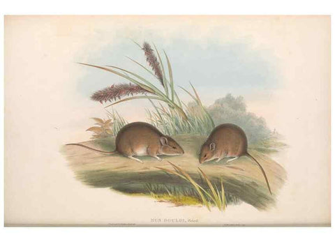 Reproducción/Reproduction 36816308911: The mammals of Australia.. London,Printed by Taylor and Francis, pub. by the author,1863.