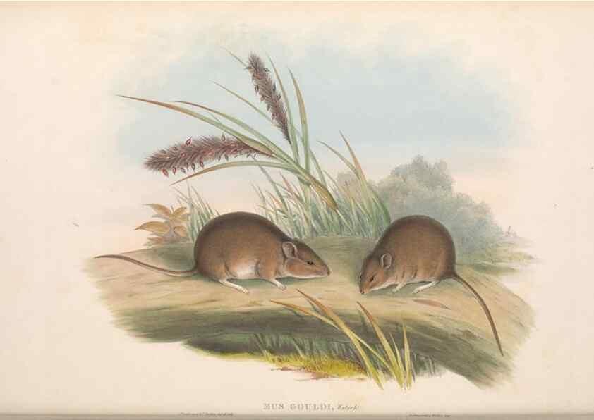 Reproducción/Reproduction 36816308911: The mammals of Australia.. London,Printed by Taylor and Francis, pub. by the author,1863.