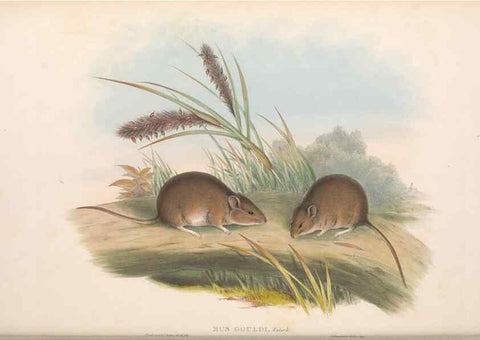 Reproducción/Reproduction 36816308911: The mammals of Australia.. London,Printed by Taylor and Francis, pub. by the author,1863.