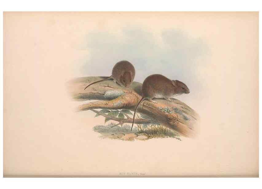 Reproducción/Reproduction 36816311331: The mammals of Australia.. London,Printed by Taylor and Francis, pub. by the author,1863.