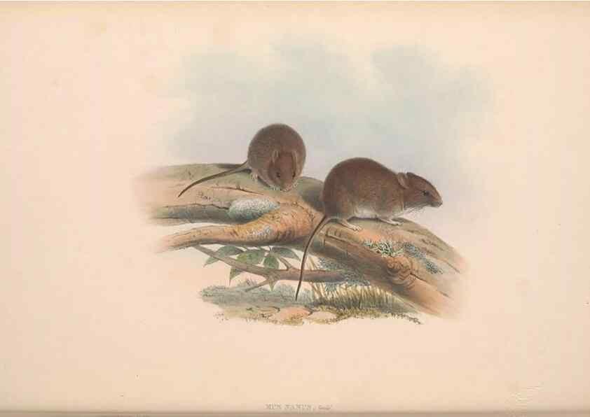 Reproducción/Reproduction 36816311331: The mammals of Australia.. London,Printed by Taylor and Francis, pub. by the author,1863.