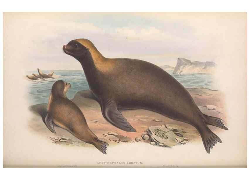 Reproducción/Reproduction 36147541603: The mammals of Australia.. London,Printed by Taylor and Francis, pub. by the author,1863.