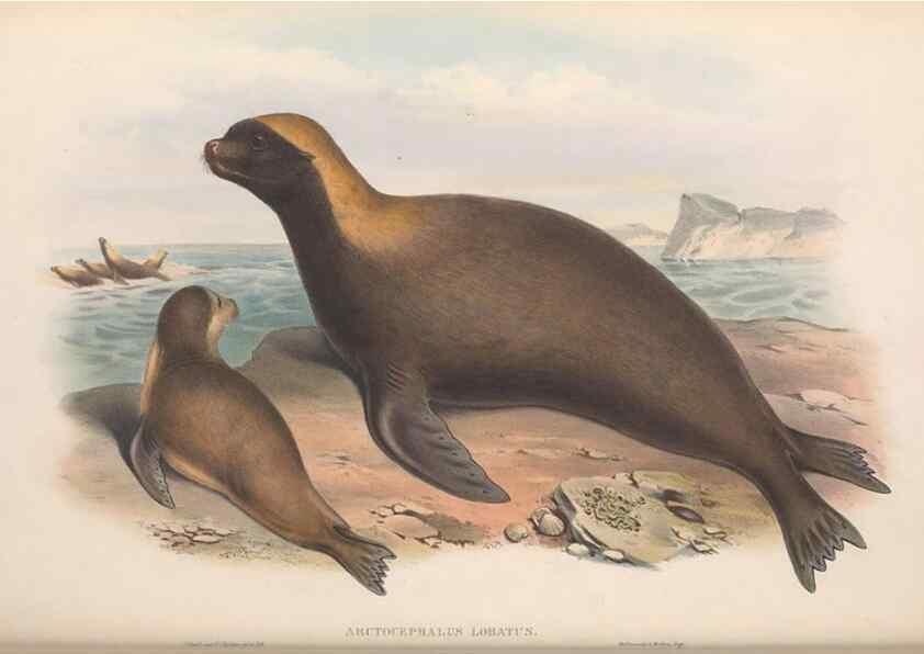 Reproducción/Reproduction 36147541603: The mammals of Australia.. London,Printed by Taylor and Francis, pub. by the author,1863.