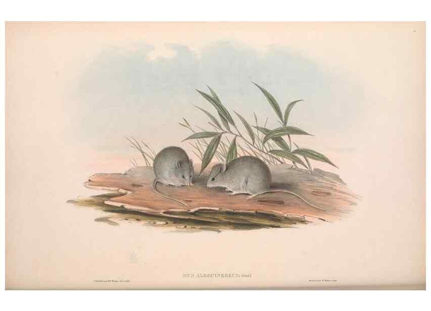 Reproducción/Reproduction 36816313701: The mammals of Australia.. London,Printed by Taylor and Francis, pub. by the author,1863.