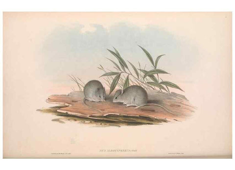 Reproducción/Reproduction 36816313701: The mammals of Australia.. London,Printed by Taylor and Francis, pub. by the author,1863.