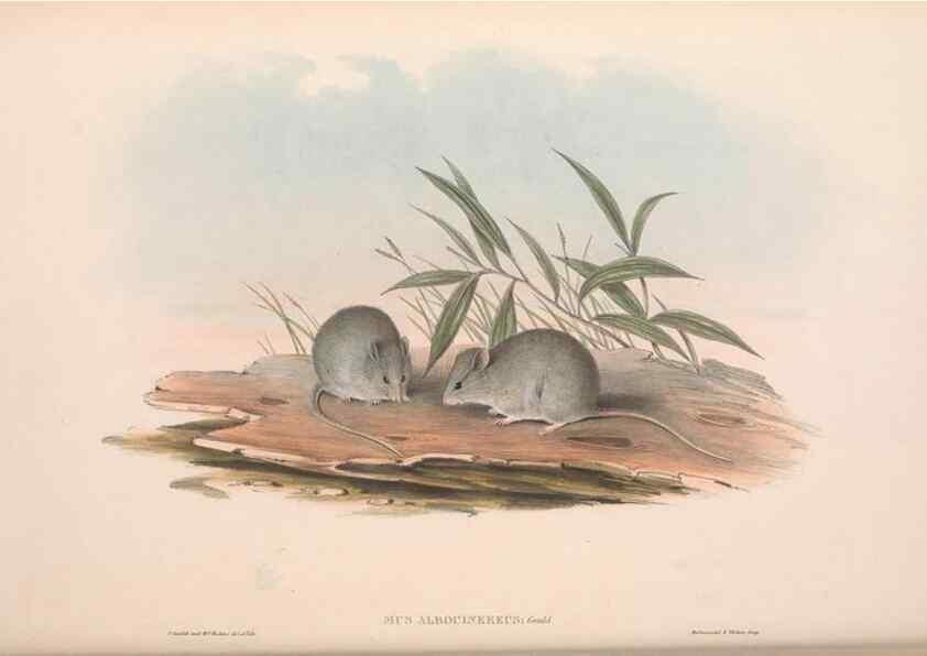 Reproducción/Reproduction 36816313701: The mammals of Australia.. London,Printed by Taylor and Francis, pub. by the author,1863.
