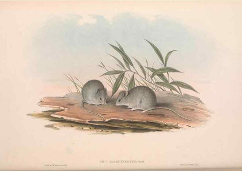 Reproducción/Reproduction 36816313701: The mammals of Australia.. London,Printed by Taylor and Francis, pub. by the author,1863.