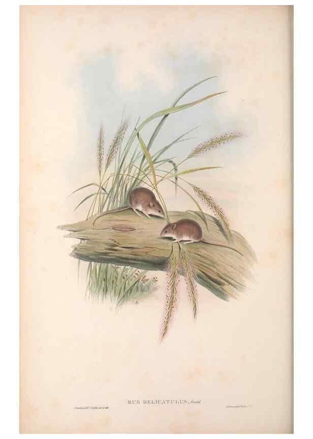 Reproducción/Reproduction 36816320711: The mammals of Australia.. London,Printed by Taylor and Francis, pub. by the author,1863.