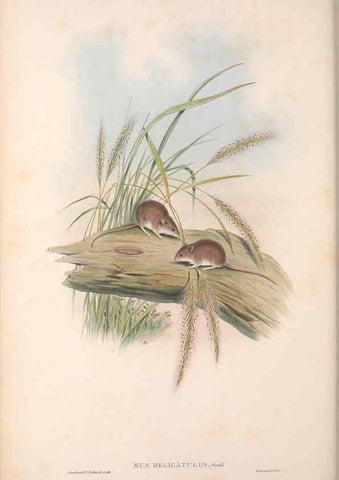 Reproducción/Reproduction 36816320711: The mammals of Australia.. London,Printed by Taylor and Francis, pub. by the author,1863.