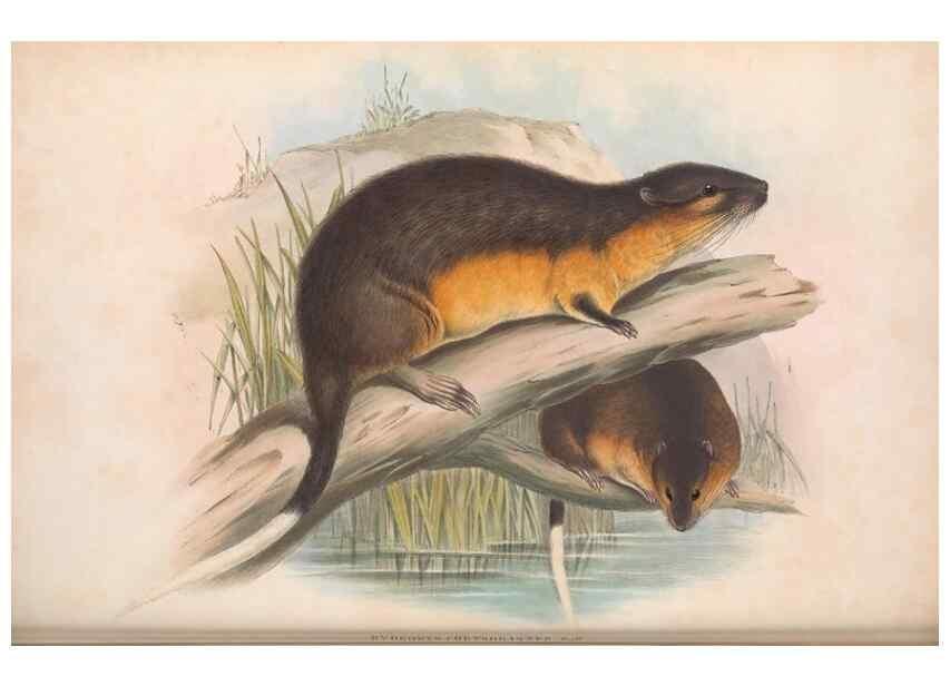 Reproducción/Reproduction 36816324261: The mammals of Australia.. London,Printed by Taylor and Francis, pub. by the author,1863.