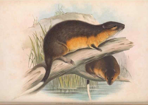 Reproducción/Reproduction 36816324261: The mammals of Australia.. London,Printed by Taylor and Francis, pub. by the author,1863.