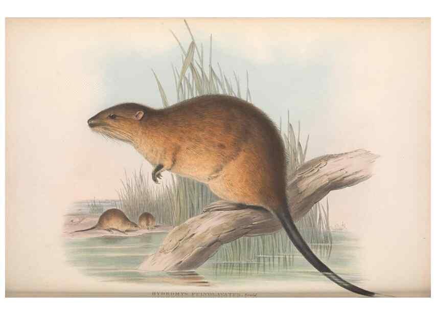 Reproducción/Reproduction 36816327971: The mammals of Australia.. London,Printed by Taylor and Francis, pub. by the author,1863.