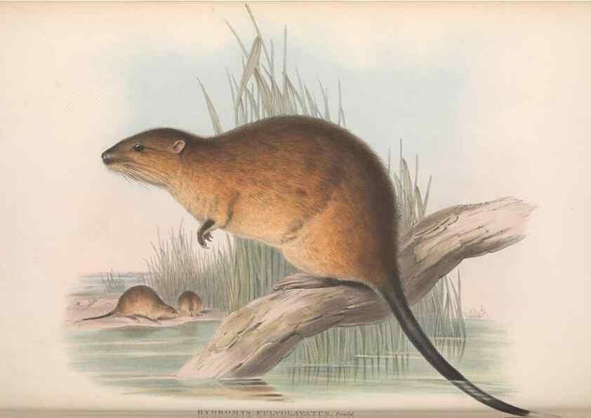 Reproducción/Reproduction 36816327971: The mammals of Australia.. London,Printed by Taylor and Francis, pub. by the author,1863.