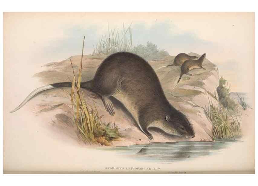 Reproducción/Reproduction 36816332121: The mammals of Australia.. London,Printed by Taylor and Francis, pub. by the author,1863.